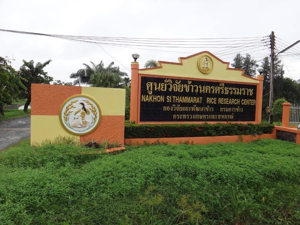 ศูนย์วิจัยข้าวนครศรีธรรมราช